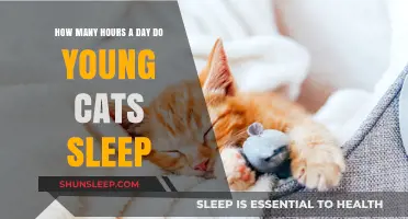 Understanding Feline Slumber: A Guide to Young Cat Sleep Patterns