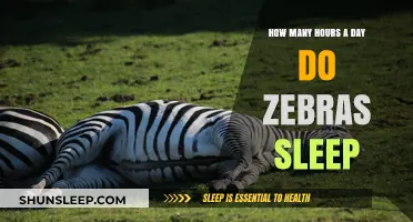 Unveiling the Sleep Secrets of Zebras: A Daily Rest Analysis