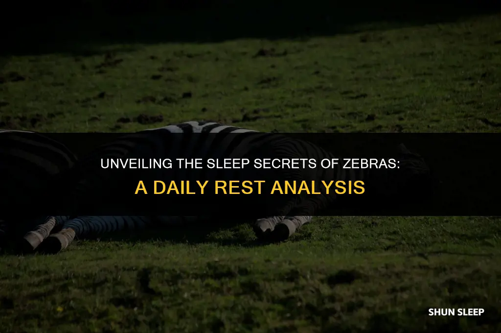 how many hours a day do zebras sleep