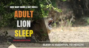 Unveiling the Restful Habits of Adult Lions: A Daily Slumber Guide