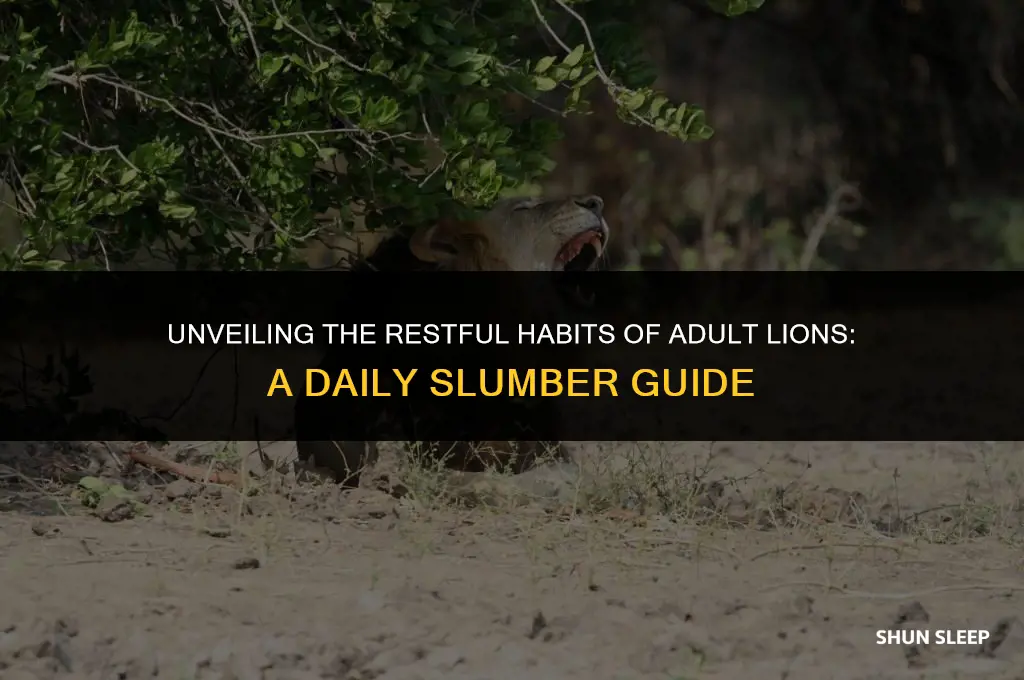 how many hours a day does a adult lion sleep