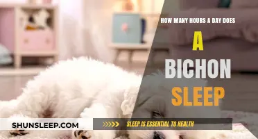Bichon Frise Sleep Patterns: Understanding Your Dog's Resting Needs