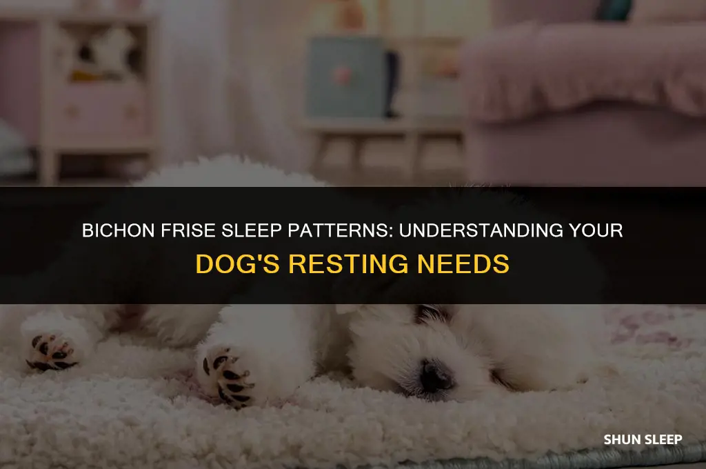 how many hours a day does a bichon sleep