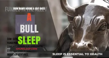 Unveiling the Resting Patterns of Bulls: A Daily Slumber Insight