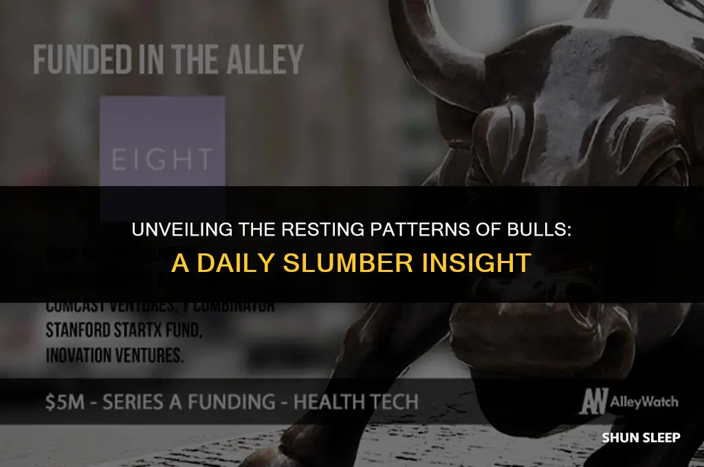 how many hours a day does a bull sleep