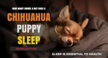 Chihuahua Puppy Slumber: Unraveling the Mysteries of Their Daily Sleep