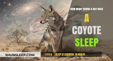 Unveiling the Sleep Secrets of Coyotes: A Daily Rest Analysis