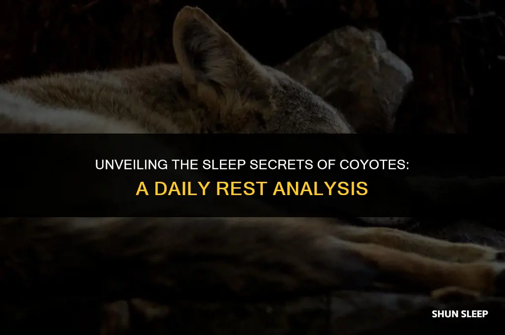 how many hours a day does a coyote sleep