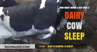 Understanding Bovine Rest: How Much Sleep Do Dairy Cows Need?