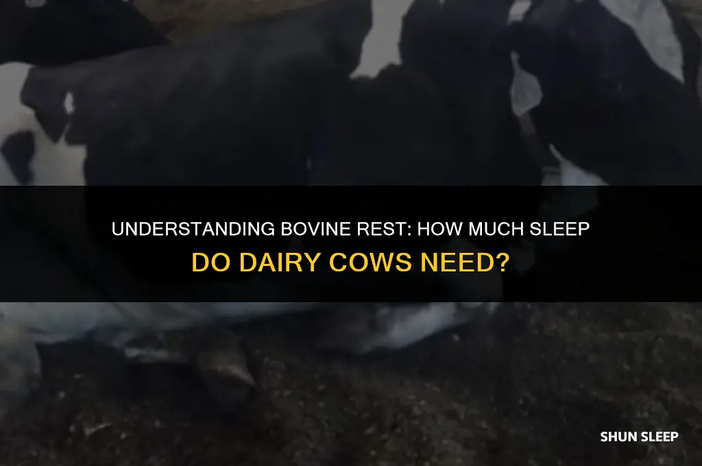 how many hours a day does a dairy cow sleep