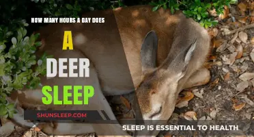 Unveiling the Restful Habits of Deer: A Daily Slumber Guide
