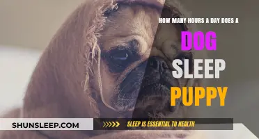 Understanding Puppy Sleep Patterns: A Guide for New Dog Owners