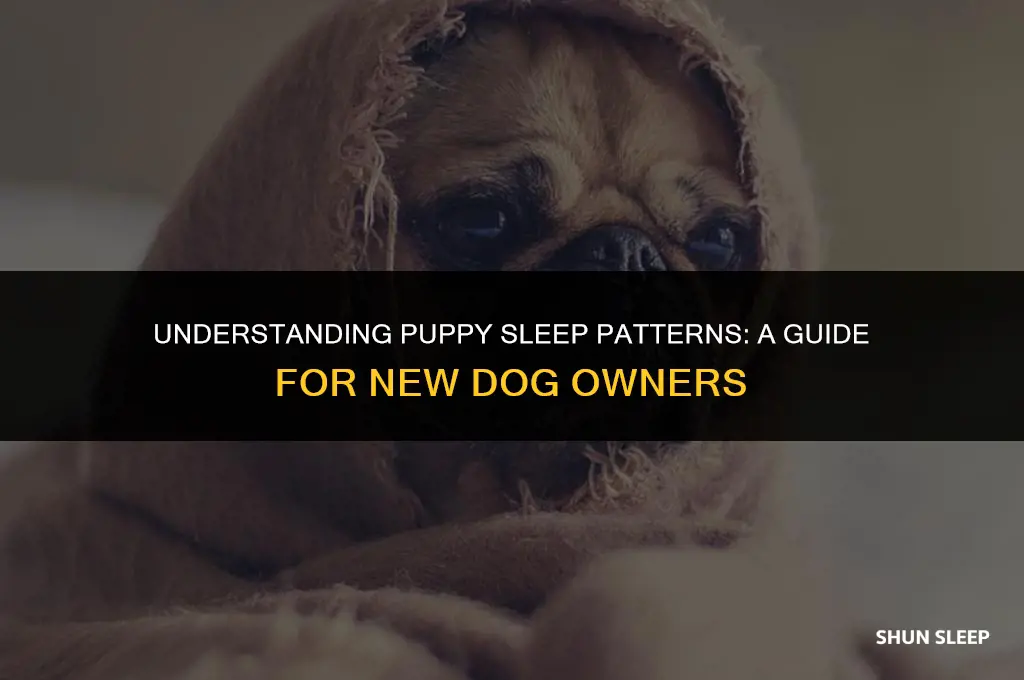 how many hours a day does a dog sleep puppy