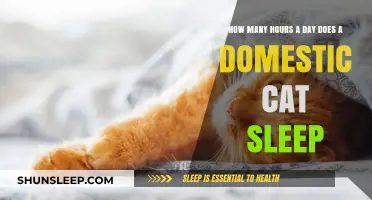Understanding Feline Slumber: A Guide to Cat Sleep Patterns