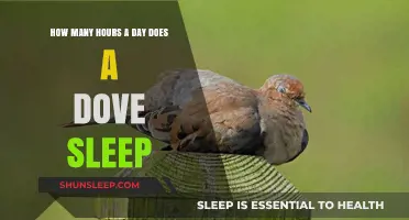 Unveiling the Slumber Secrets of Doves: A Daily Rest Analysis