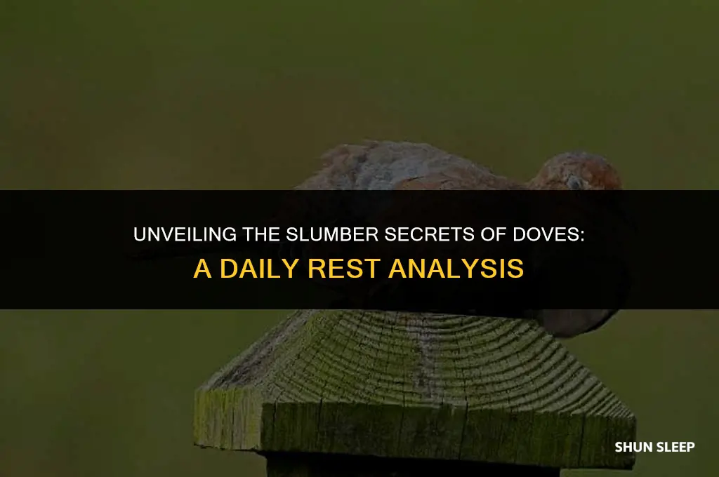 how many hours a day does a dove sleep