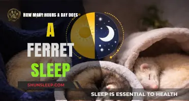 Understanding Ferret Sleep Patterns: A Comprehensive Guide