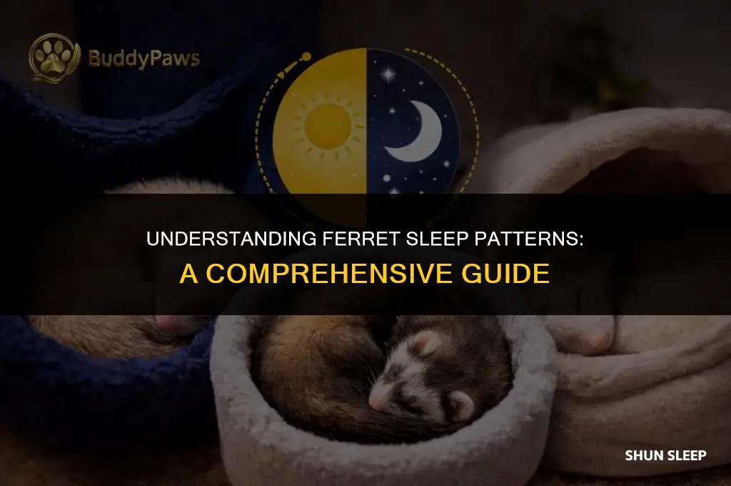 how many hours a day does a ferret sleep