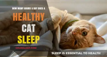 Purr-fect Rest: Understanding Your Cat's Sleep Patterns