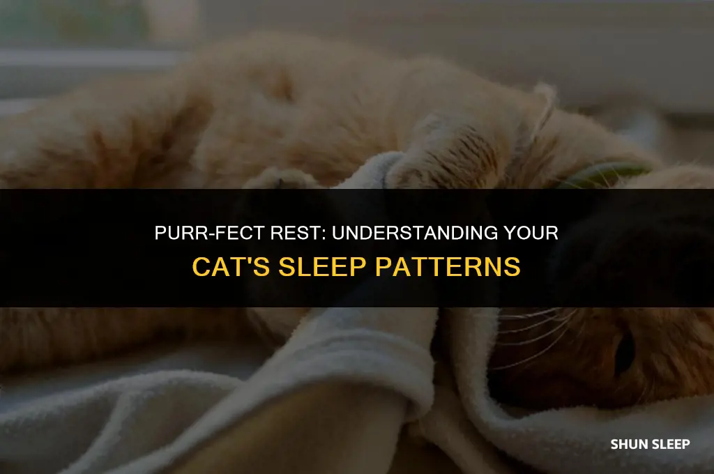 how many hours a day does a healthy cat sleep