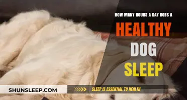 Understanding Canine Rest: How Much Sleep Does Your Healthy Dog Need?