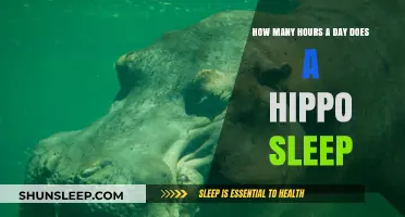 Unveiling the Mysteries of Hippo Slumber: A Day in the Life