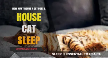 Understanding Feline Slumber: A Guide to Your House Cat's Sleeping Habits