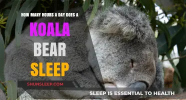 Unveiling the Secrets of Koala Slumber: A Deep Dive into Their Daily Rest