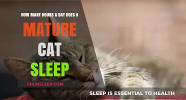 Understanding Feline Slumber: A Guide to Mature Cat Sleep Patterns