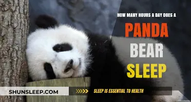Unveiling the Secrets of Panda Slumber: A Deep Dive into Their Daily Rest