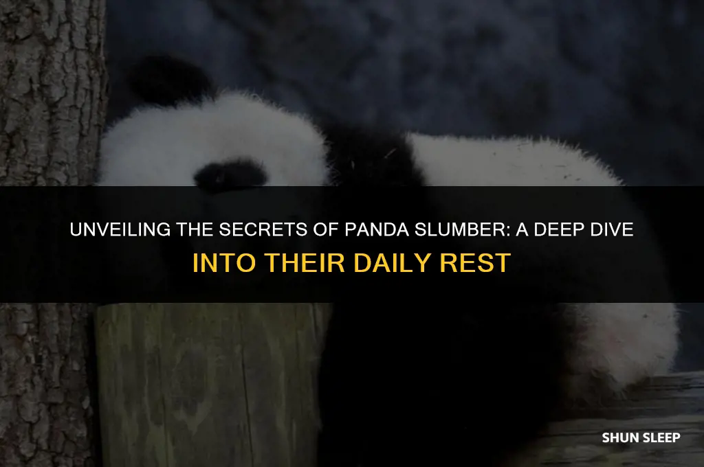 how many hours a day does a panda bear sleep
