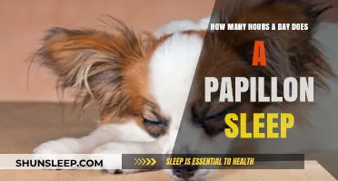 Understanding Papillon Sleep Patterns: A Comprehensive Guide