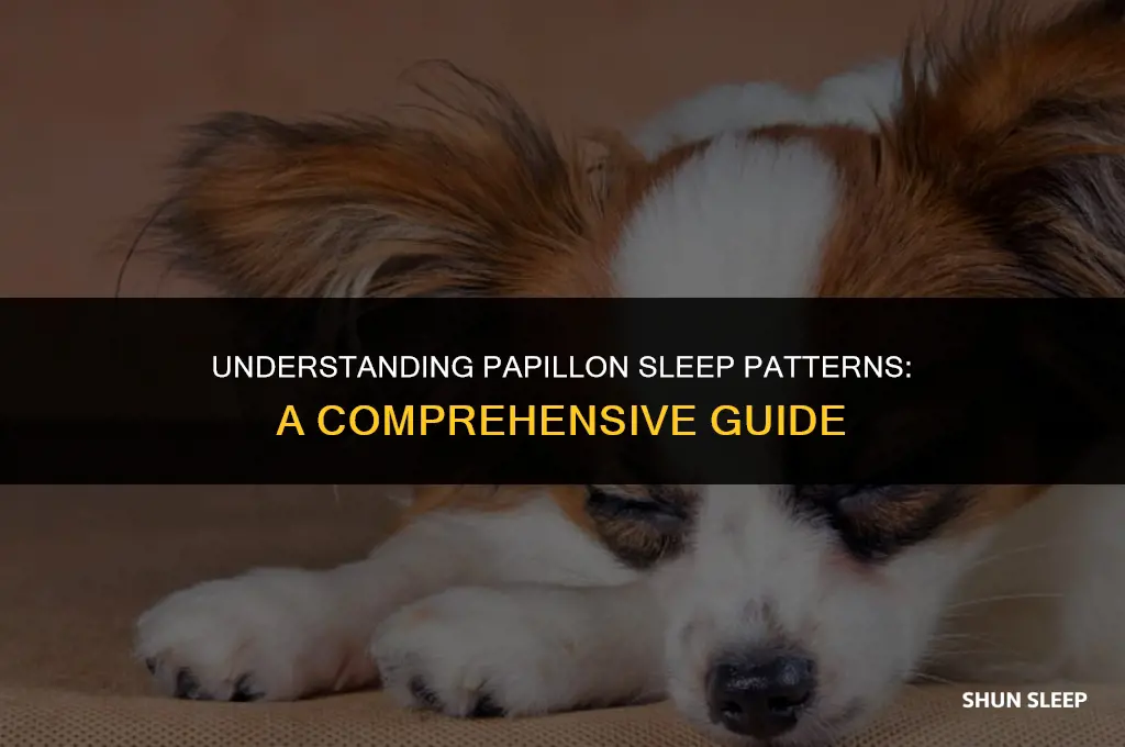 how many hours a day does a papillon sleep