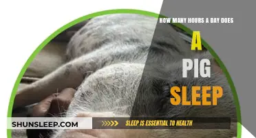 Understanding Swine Slumber: A Day in the Life of a Pig's Rest