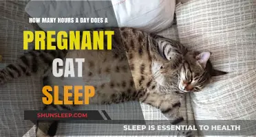 Understanding Feline Pregnancy: A Guide to Cat Sleep Patterns