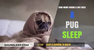 Pug Snooze: Unraveling the Mystery of Their Daily Slumber