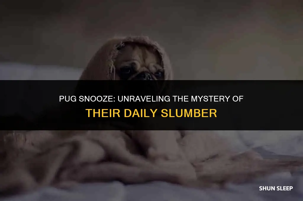how many hours a day does a pug sleep