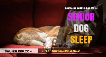 Understanding Senior Dog Sleep Patterns: A Guide for Pet Owners