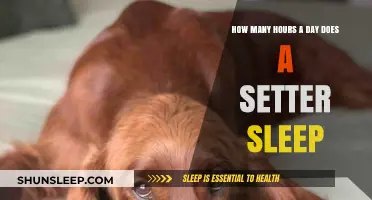 Understanding Setter Sleep Patterns: A Comprehensive Guide