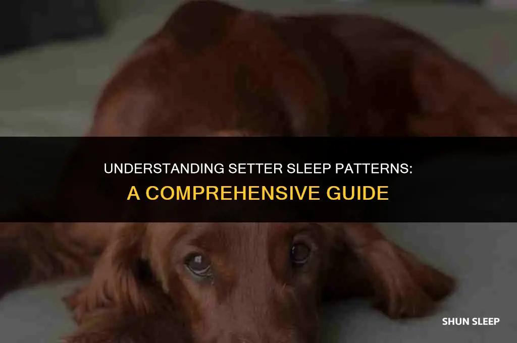 how many hours a day does a setter sleep