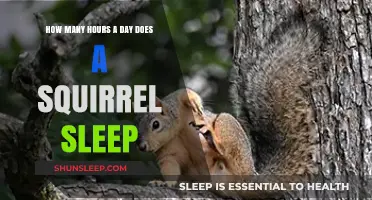 Squirrel Slumber: Unveiling the Secrets of Their Daily Rest
