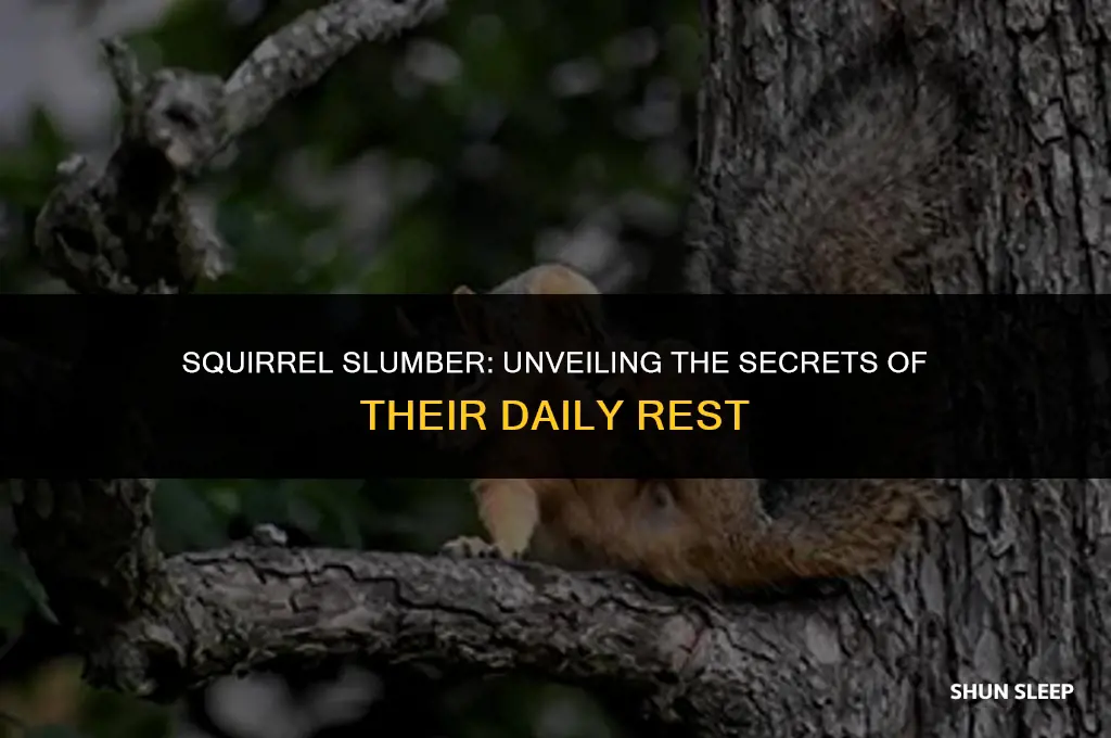 how many hours a day does a squirrel sleep