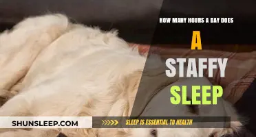 Understanding Staffy Sleep Patterns: A Guide to Their Daily Rest