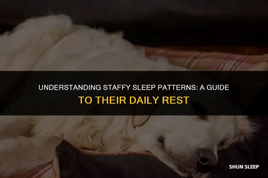 how many hours a day does a staffy sleep