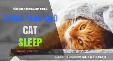 Understanding Feline Slumber: A Guide to Your 3-Year-Old Cat's Sleep Habits