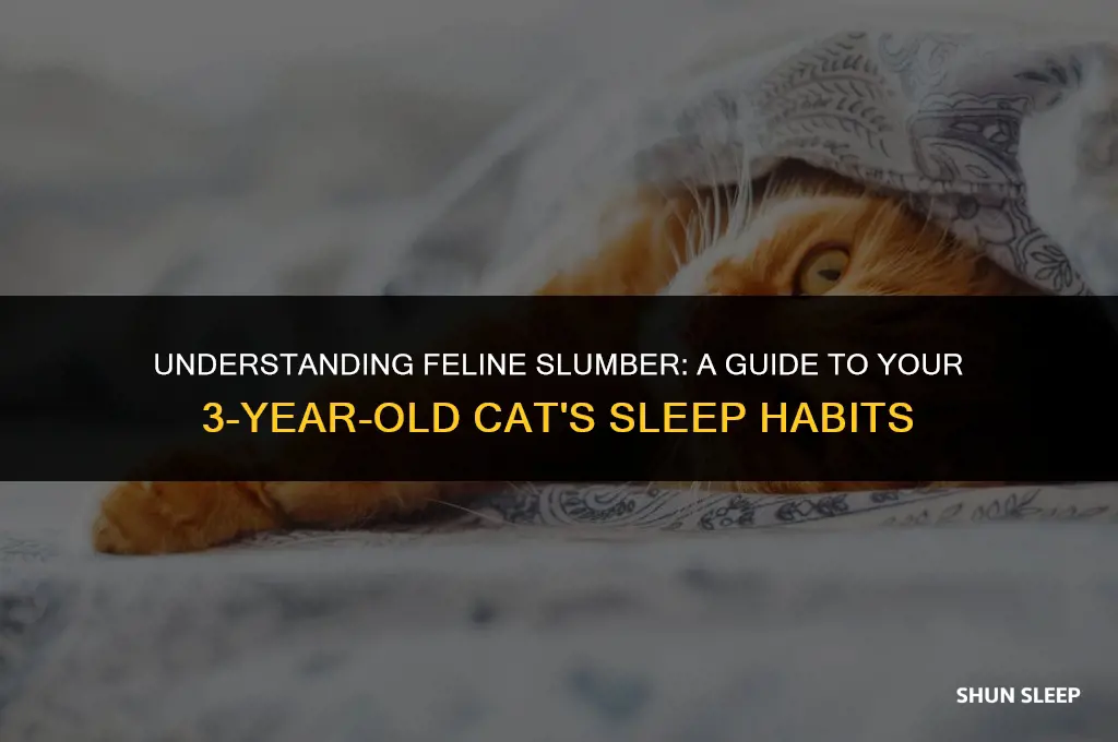 how many hours a day does a three-year-old cat sleep