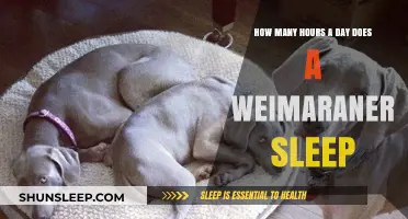 Understanding Weimaraner Sleep Patterns: A Comprehensive Guide