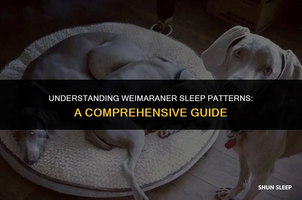 how many hours a day does a weimaraner sleep