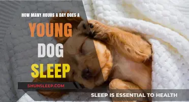 Puppy Slumber: Unraveling the Mysteries of Young Dog Sleep Patterns