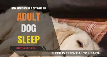 Understanding Canine Rest: A Guide to Adult Dog Sleep Patterns